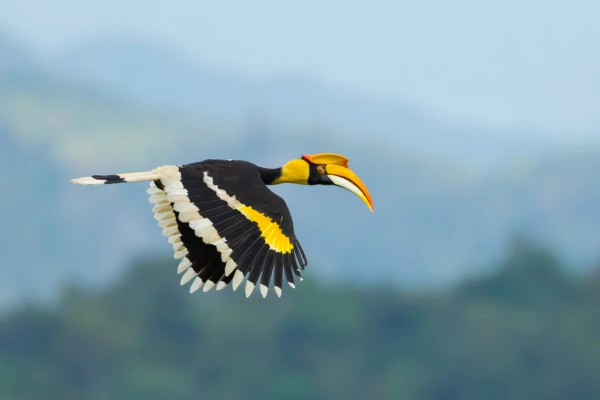 Descubra-as-maiores-aves-do-mundo