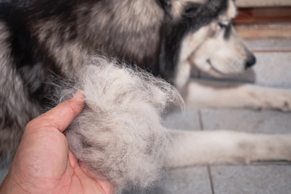 Dicas Simples para Remover Pelos de Animais da Casa e das Roupas